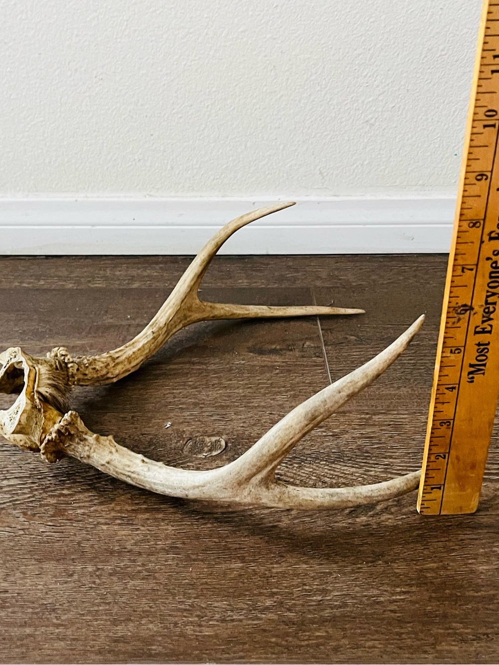 Natural Brown Deer Antler Wall Decor - Rustic Home Accent - Picture 5 of 8